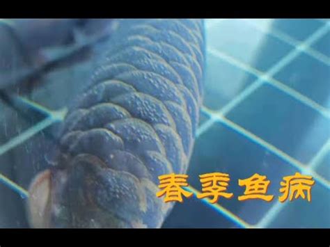 龍魚浮背|32種龍魚疾病 病因、症狀、療法－☆╭♂水藍色瓶子♀╮★｜痞客